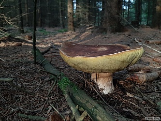 kliknutím fotku zvětšíte