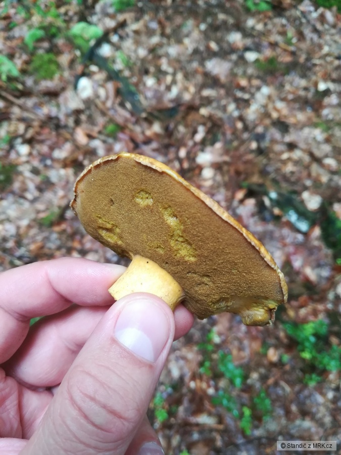 kliknutím fotku zvětšíte