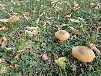kliknutím fotku zvětšíte