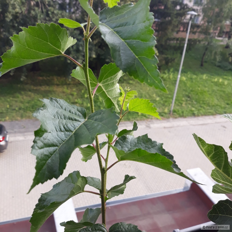 kliknutím fotku zvětšíte