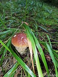 kliknutím fotku zvětšíte