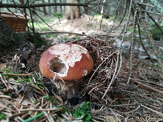 kliknutím fotku zvětšíte