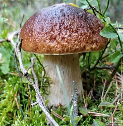 kliknutím fotku zvětšíte