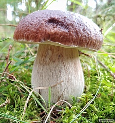 kliknutím fotku zvětšíte