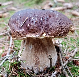 kliknutím fotku zvětšíte