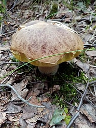 kliknutím fotku zvětšíte