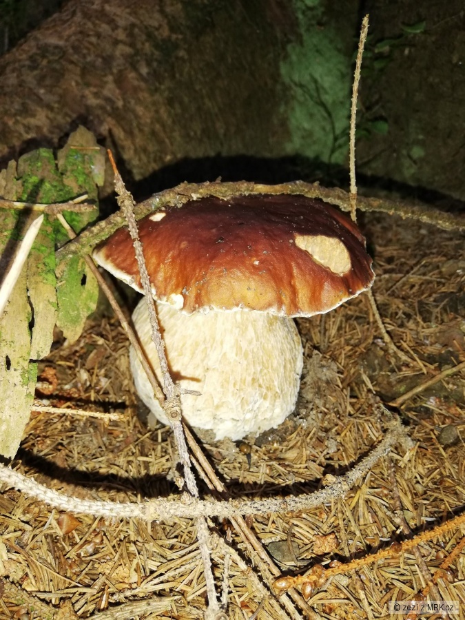 kliknutím fotku zvětšíte