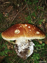 kliknutím fotku zvětšíte