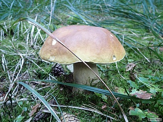kliknutím fotku zvětšíte