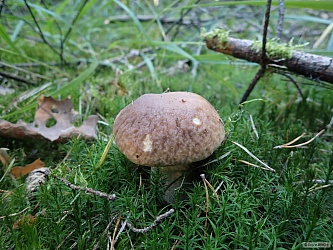 kliknutím fotku zvětšíte