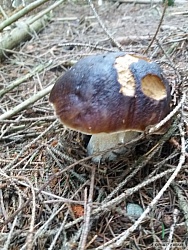 kliknutím fotku zvětšíte