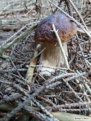 kliknutím fotku zvětšíte