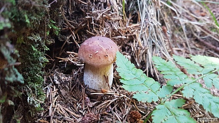 kliknutím fotku zvětšíte