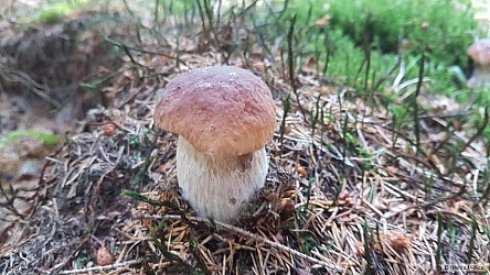 kliknutím fotku zvětšíte