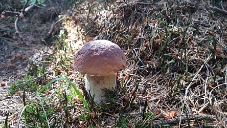 kliknutím fotku zvětšíte