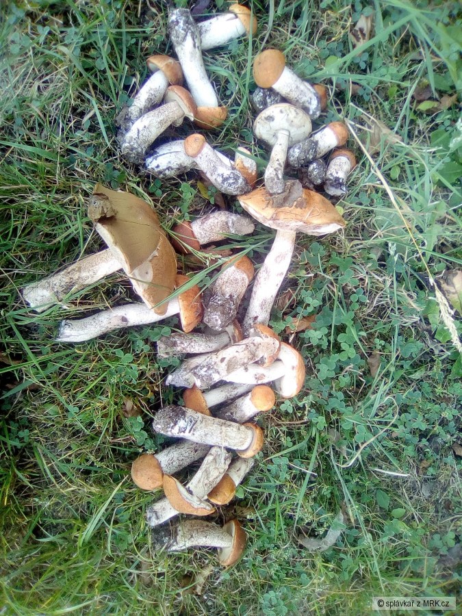 kliknutím fotku zvětšíte