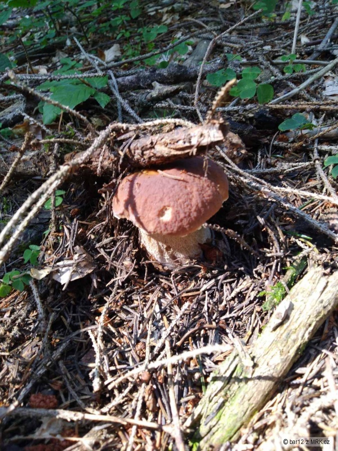 kliknutím fotku zvětšíte