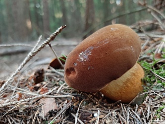 kliknutím fotku zvětšíte