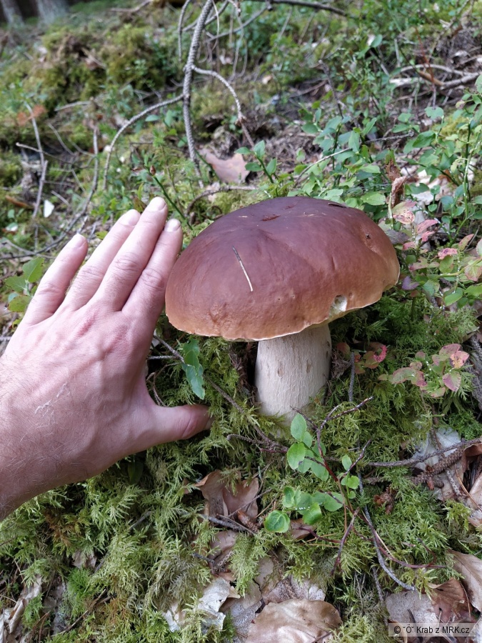 kliknutím fotku zvětšíte