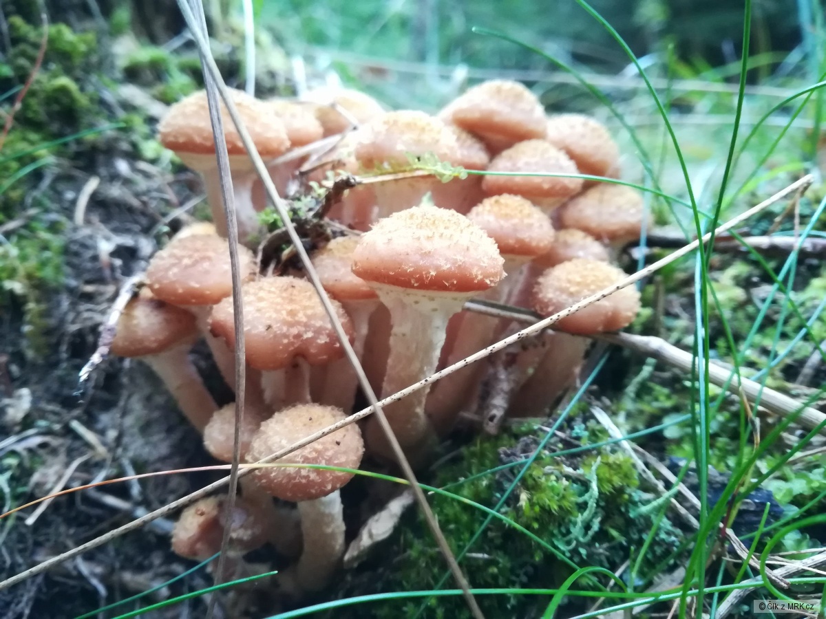 kliknutím fotku zvětšíte