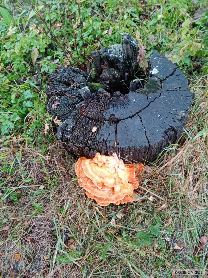 kliknutím fotku zvětšíte