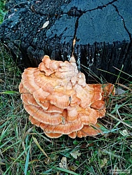 kliknutím fotku zvětšíte