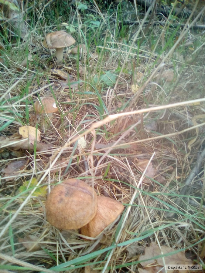 kliknutím fotku zvětšíte