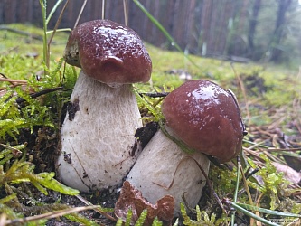 kliknutím fotku zvětšíte
