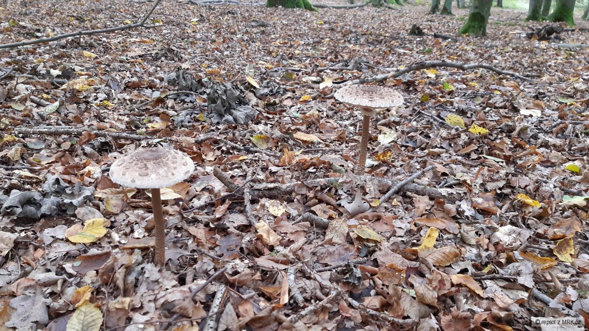kliknutím fotku zvětšíte