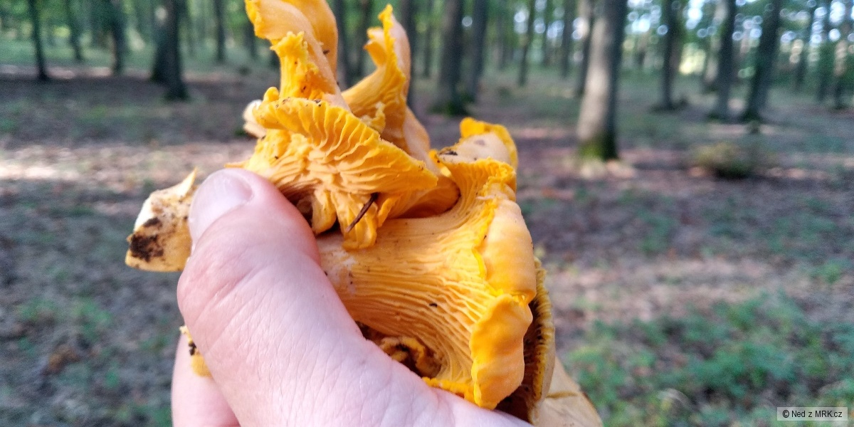 kliknutím fotku zvětšíte