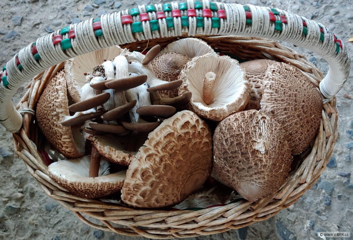 kliknutím fotku zvětšíte
