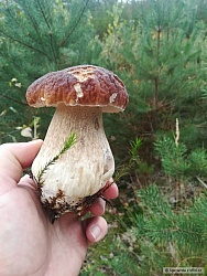 kliknutím fotku zvětšíte
