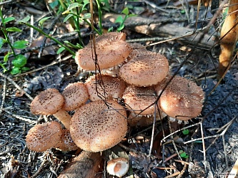 kliknutím fotku zvětšíte