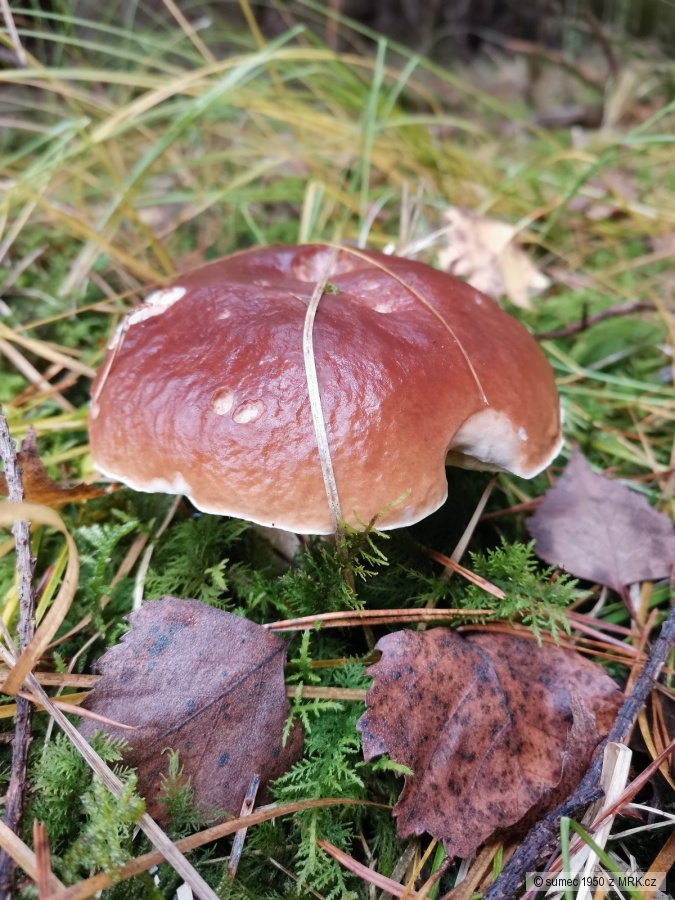 kliknutím fotku zvětšíte
