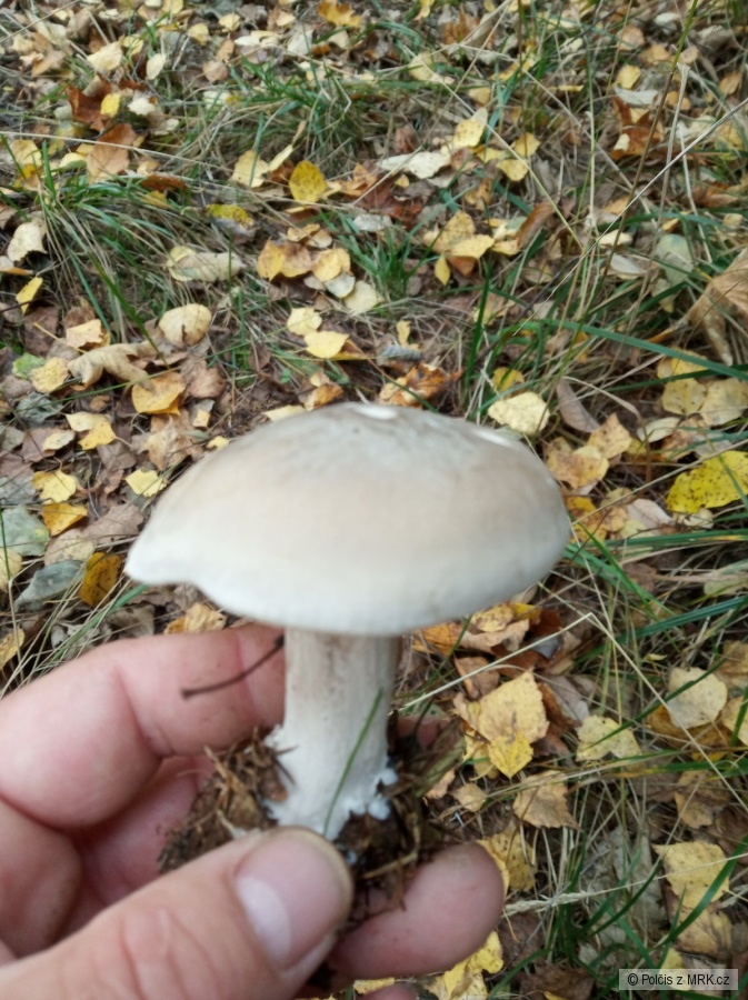 kliknutím fotku zvětšíte