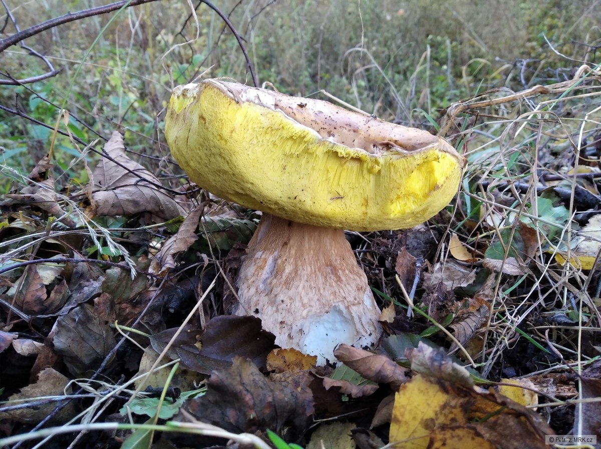 kliknutím fotku zvětšíte