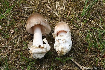 kliknutím fotku zvětšíte