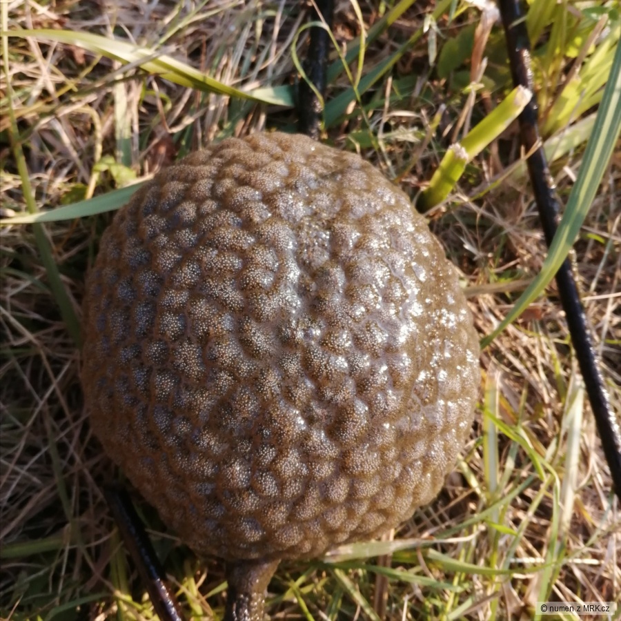 kliknutím fotku zvětšíte