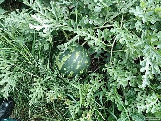 kliknutím fotku zvětšíte