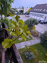 kliknutím fotku zvětšíte