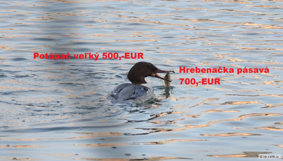 kliknutím fotku zvětšíte