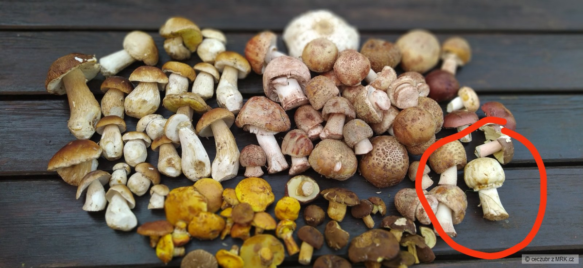 kliknutím fotku zvětšíte