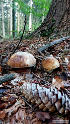 kliknutím fotku zvětšíte