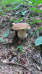 kliknutím fotku zvětšíte