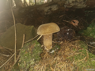 kliknutím fotku zvětšíte