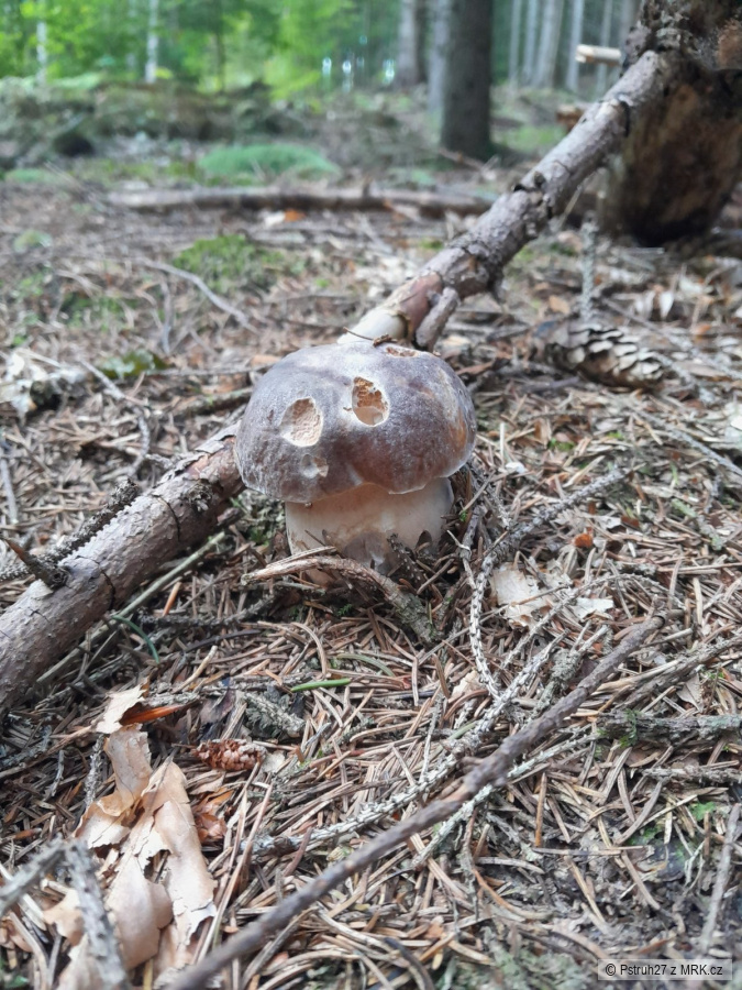 kliknutím fotku zvětšíte