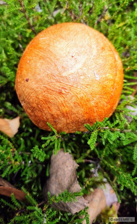kliknutím fotku zvětšíte