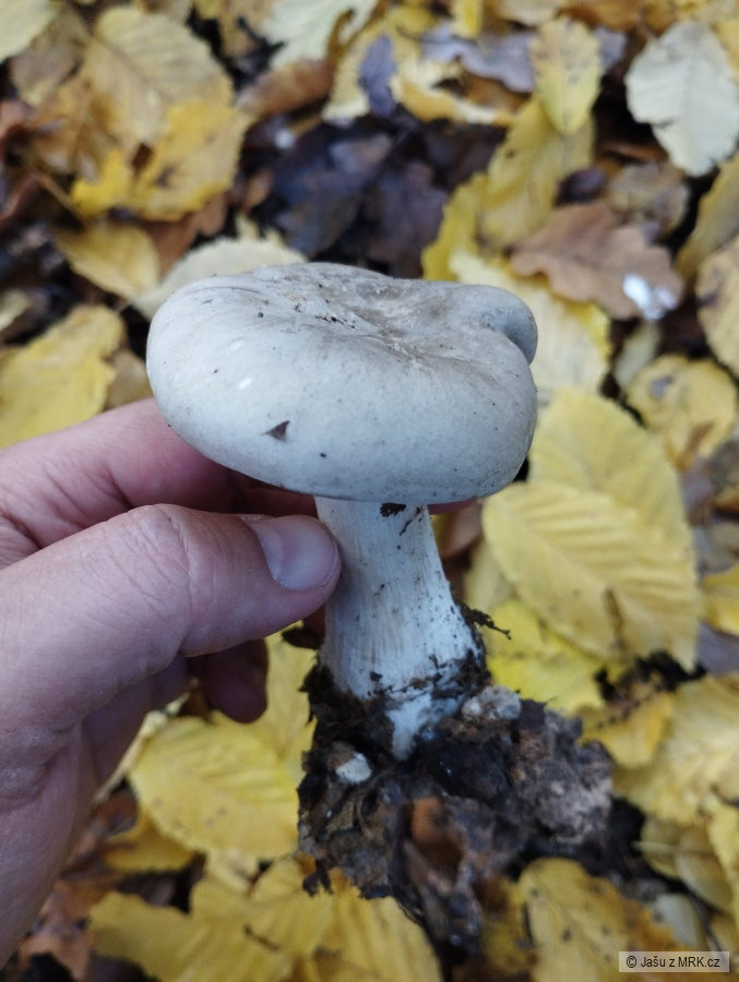 kliknutím fotku zvětšíte