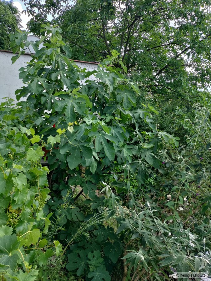 kliknutím fotku zvětšíte