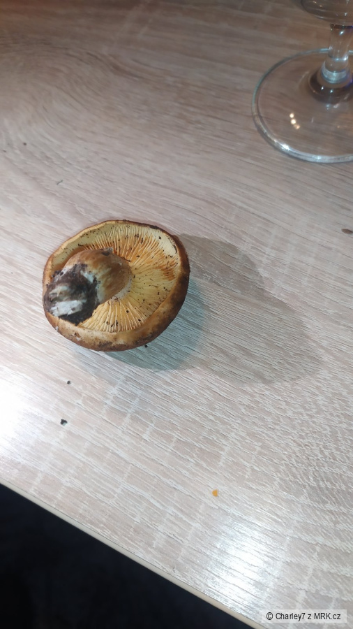kliknutím fotku zvětšíte